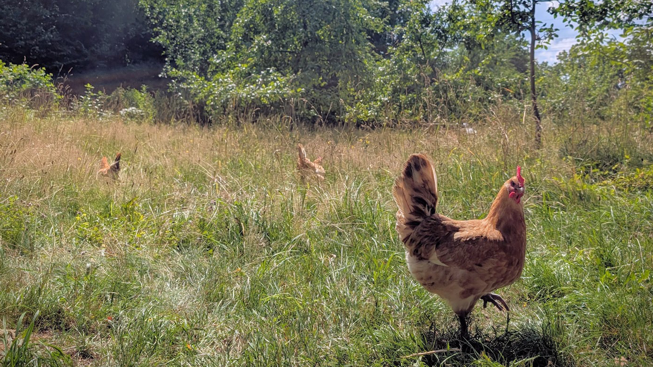 Ein Jahr neue Hühner auf Gut Karlshöhe